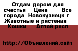 Отдам даром для счастья. › Цена ­ 1 - Все города, Новокузнецк г. Животные и растения » Кошки   . Алтай респ.